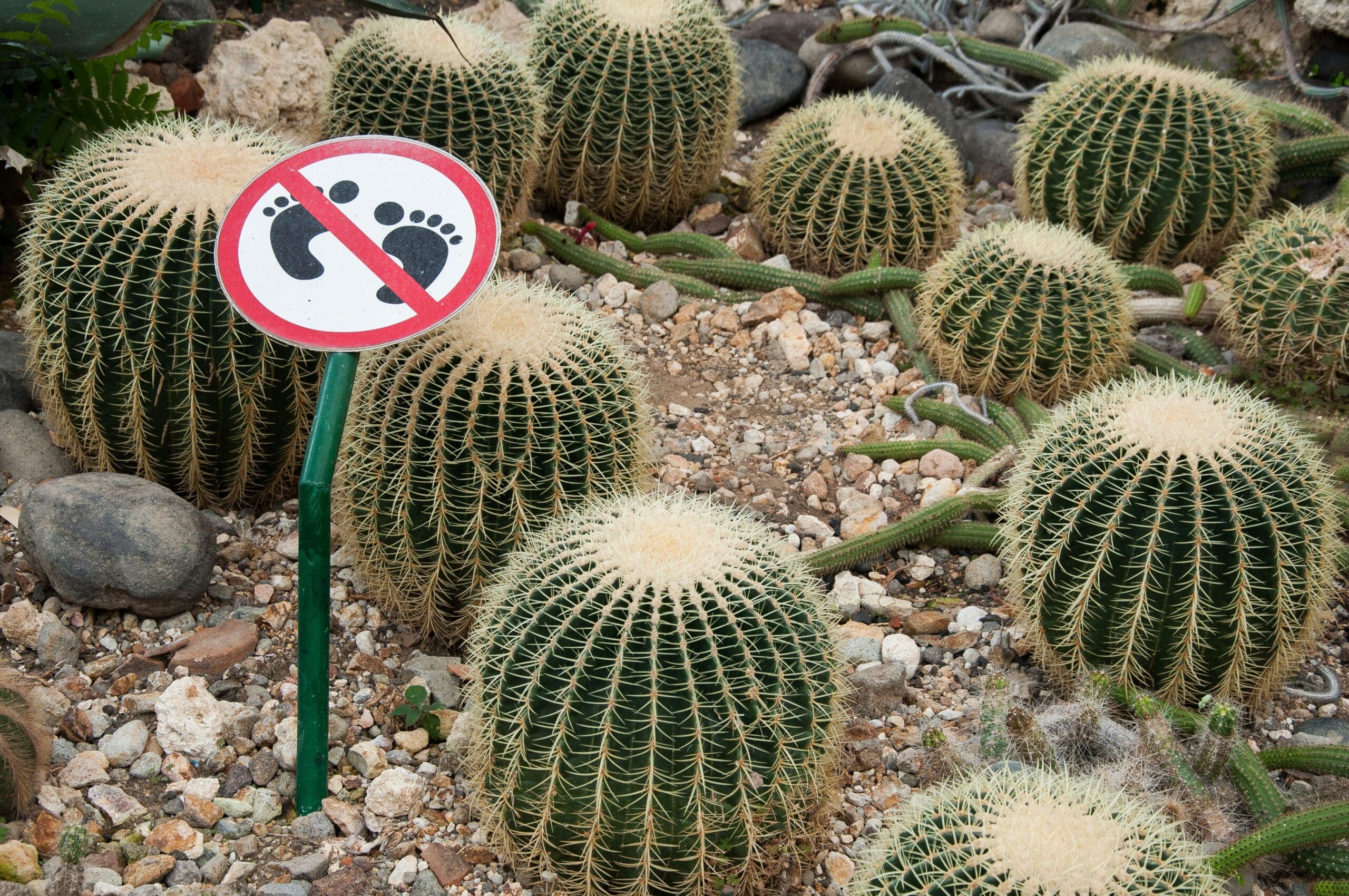 Close-up of golden barrel cacti with a “no stepping” sign, symbolizing unspoken boundaries and natural consequences.