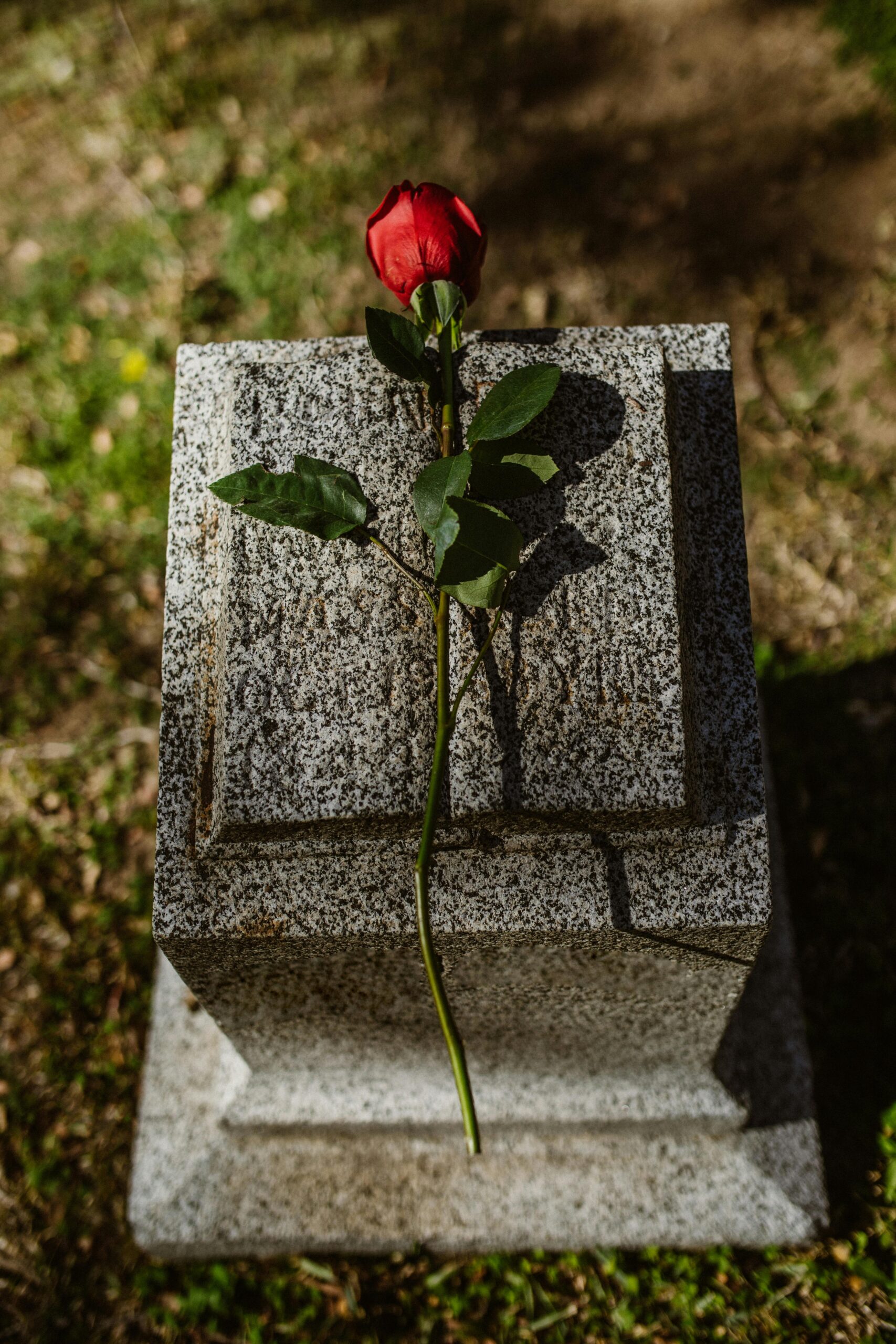 A single red rose placed on a gray stone grave marker in a quiet cemetery
