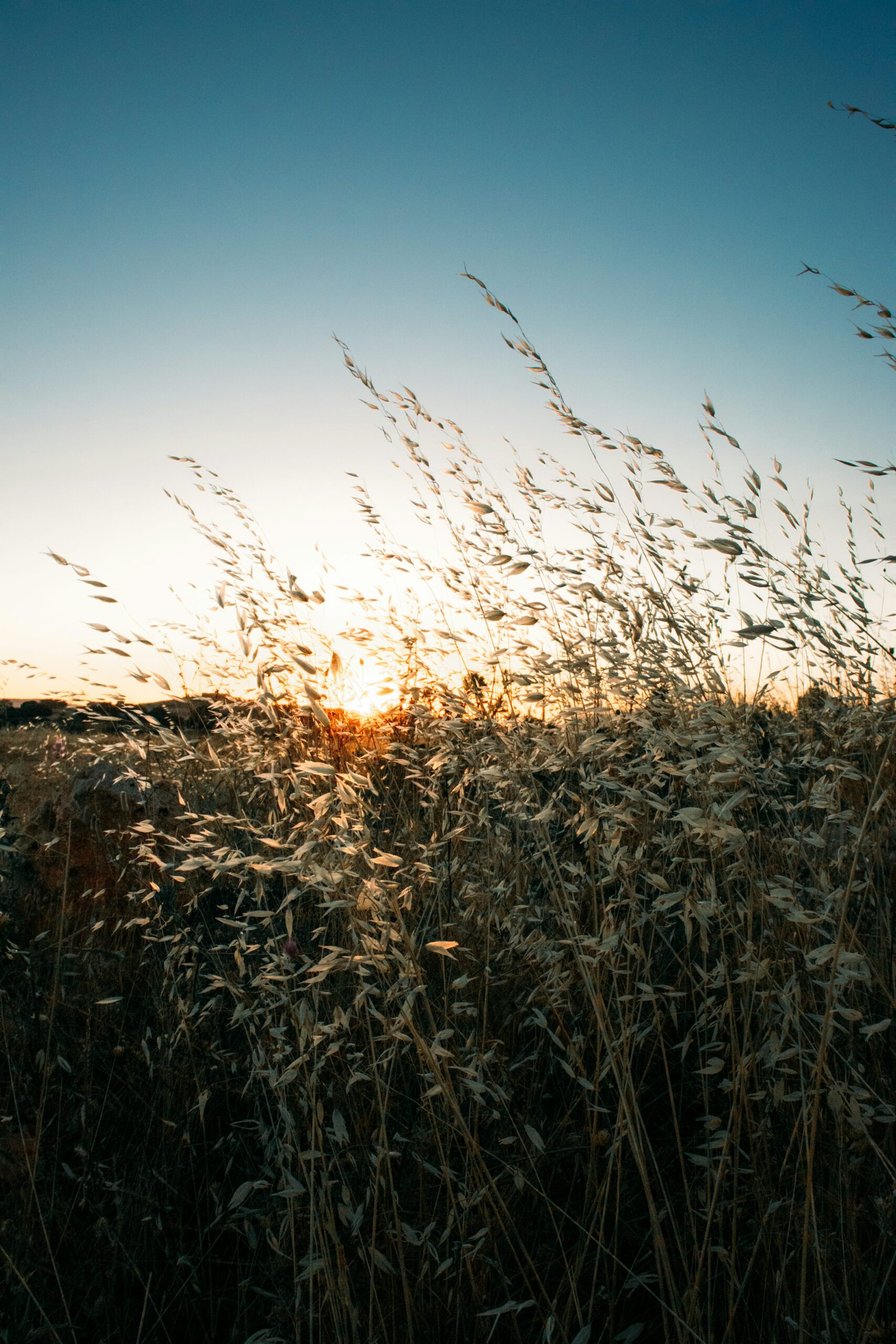 Tall prairie grass blowing in the wind at sunset under a wide open sky.