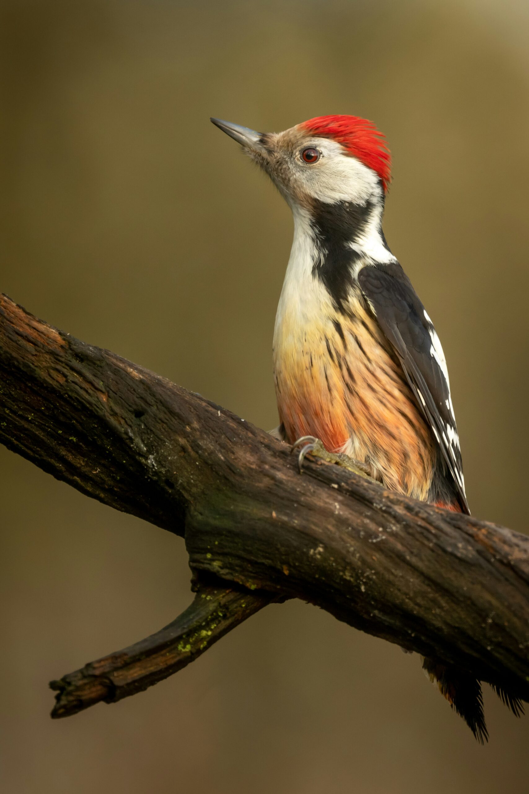 Woodpecker with a red crest perched on a tree branch, viewed in profile against a soft natural background.